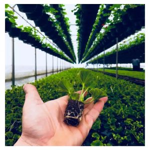 Gradinarit-Agricultura